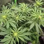 Blue Cheese Auto Royal Queen Seeds