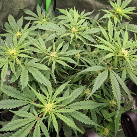 Blue Cheese Auto Royal Queen Seeds