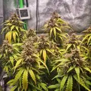 Blue Cheese Auto Royal Queen Seeds