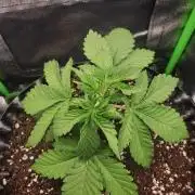 Lemon Pavlova - SensiSeeds