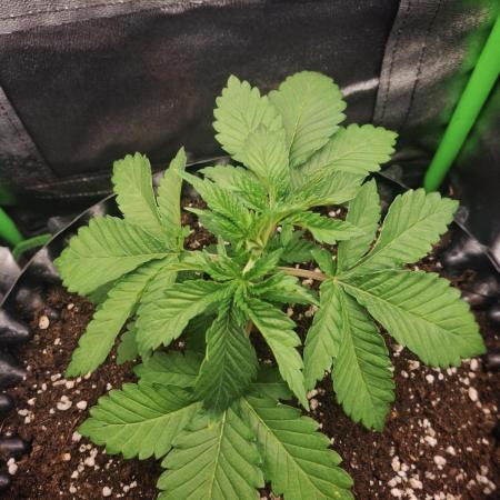 Lemon Pavlova - SensiSeeds