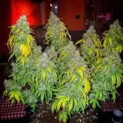 Blue Cheese Auto Royal Queen Seeds