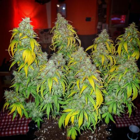 Blue Cheese Auto Royal Queen Seeds