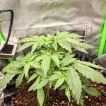 Blue Cheese Auto Royal Queen Seeds