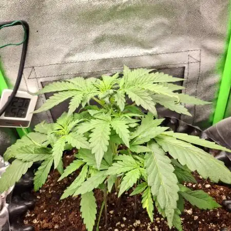 Blue Cheese Auto Royal Queen Seeds
