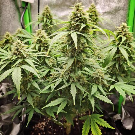 Blue Cheese Auto Royal Queen Seeds