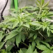 Lemon Pavlova - SensiSeeds