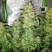 Super Boof XL Auto