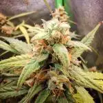 Orion F1 Royal Queen Seeds