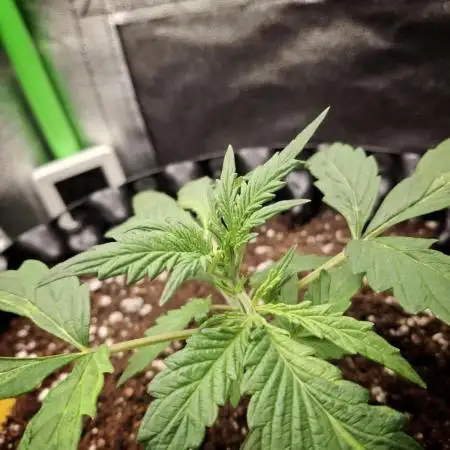 Blue Cheese Auto Royal Queen Seeds