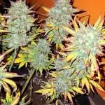 Cream Mandarine XL - Sweet Seeds