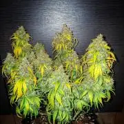 Blue Cheese Auto Royal Queen Seeds