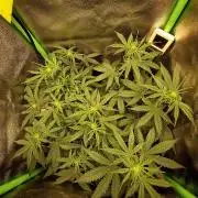 Super Boof XL Auto