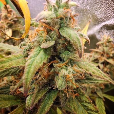 Orion F1 Royal Queen Seeds