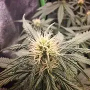 Super Boof XL Auto