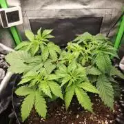 Lemon Pavlova - SensiSeeds