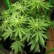 Blue Cheese Auto Royal Queen Seeds