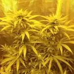 4 strains..5 pots!