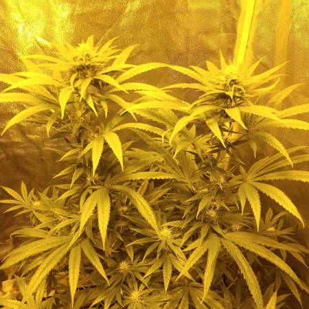 4 strains..5 pots!