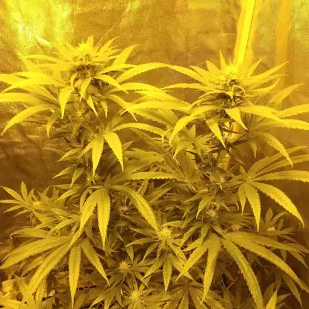 4 strains..5 pots!
