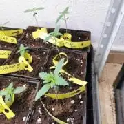 Strawberry poundcake 🍓🍇