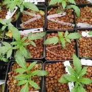 Phenohunting N1/2026 LCG x Vitamin Z