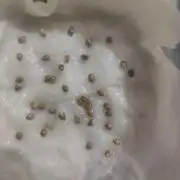 Phenohunting N1/2026 LCG x Vitamin Z