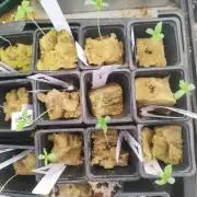 Phenohunting N1/2026 LCG x Vitamin Z