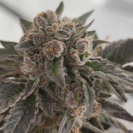 High Society / Frenzy / LCG x Gelato 41