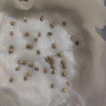 Phenohunting N1/2026 LCG x Vitamin Z