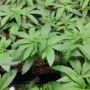 Phenohunting N1/2026 LCG x Vitamin Z