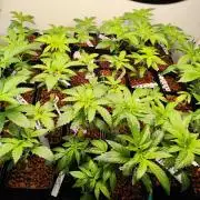 Phenohunting N1/2026 LCG x Vitamin Z