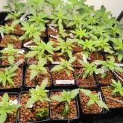 Phenohunting N1/2026 LCG x Vitamin Z