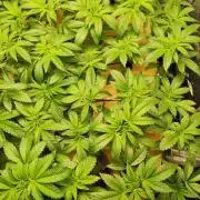 Phenohunting N1/2026 LCG x Vitamin Z