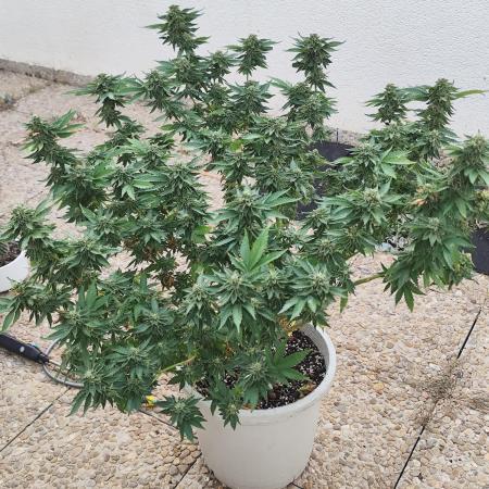 Outdoor mother plant