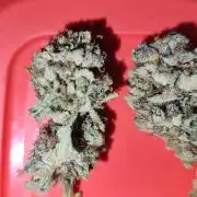 Phenohunting N1/2026 LCG x Vitamin Z