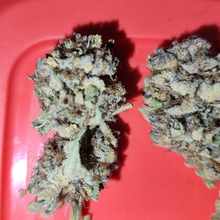 Phenohunting N1/2026 LCG x Vitamin Z