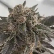 High Society / Frenzy / LCG x Gelato 41