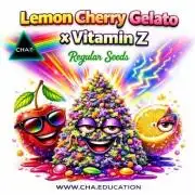 Phenohunting N1/2026 LCG x Vitamin Z