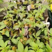 Phenohunting N1/2026 LCG x Vitamin Z