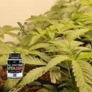 Phenohunting N1/2026 LCG x Vitamin Z