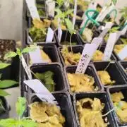 Phenohunting N1/2026 LCG x Vitamin Z