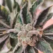 Phenohunting N1/2026 LCG x Vitamin Z
