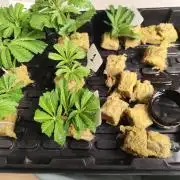 Phenohunting N1/2026 LCG x Vitamin Z