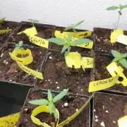 Pheno Research Blue Knuckle Punch