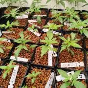 Phenohunting N1/2026 LCG x Vitamin Z