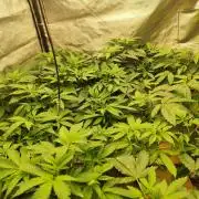 Phenohunting N1/2026 LCG x Vitamin Z