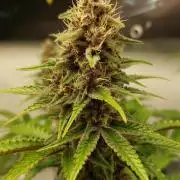 Super Blueberry Cherry