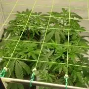 Super Blueberry Cherry