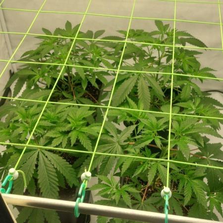 Super Blueberry Cherry
